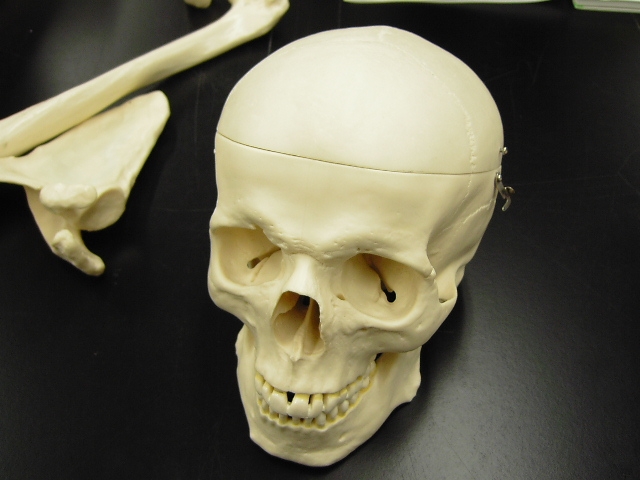 デッサン用の模型が本物の人骨 過去の事例を調べてみた Yossyのblog