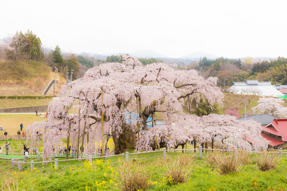 『三春の滝桜の開花状況』写真でご紹介します！